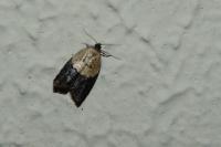 Acleris variegana