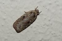 Agonopterix ocellana