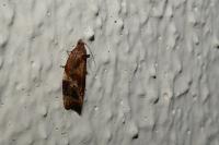 Ditula angustiorana