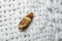 Epinotia festivana