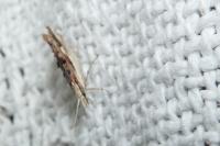 Ypsolopha scabrella