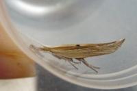 Ypsolopha nemorella