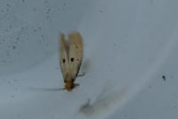 Tinea trinotella