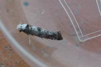 Paraswammerdamia albicapitella