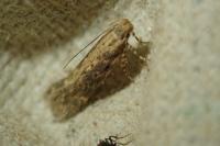 Scrobipalpa ocellatella