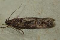 Teleiopsis diffinis
