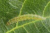 Choreutis nemorana