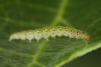 Choreutis nemorana