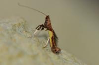 Caloptilia fidella