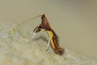 Caloptilia fidella