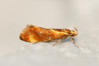Metalampra