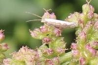 Plutella xylostella