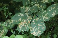 Cameraria ohridella