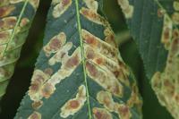 Cameraria ohridella