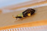 Oecophora bractella