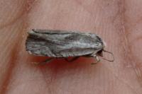 Eucosma metzneriana