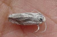 Eucosma metzneriana