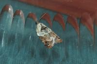 Acleris variegana