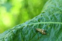 Nemophora degeerella