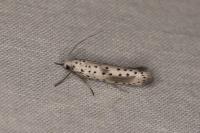 Yponomeuta irrorella
