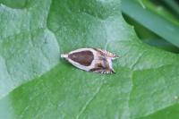 Ancylis badiana