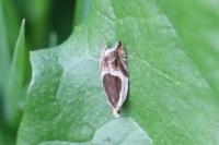 Ancylis badiana