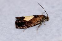 Pammene regiana