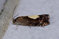 Pammene regiana