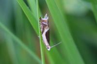 Ancylis badiana