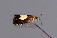 Pammene regiana