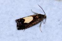 Pammene regiana