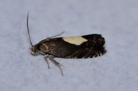 Pammene regiana