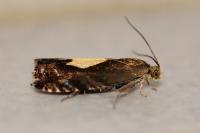 Pammene regiana