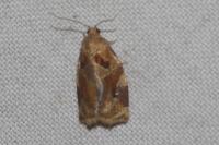 Archips xylosteana