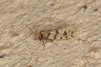 Eumasia parietariella