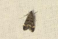 Dichomeris alacella