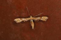 Cnaemidophorus rhododactylus