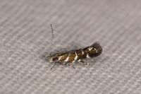 Vulcaniella