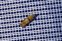 Epinotia