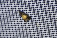 Endothenia nigricostana