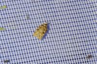 Agonopterix
