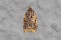 Acleris umbrana