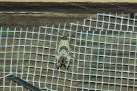 Neocochylis molliculana