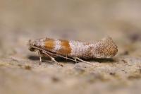 Cedestis gysseleniella