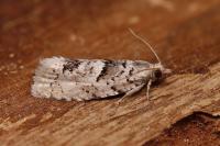 Epinotia bilunana