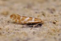 Phyllonorycter purgantella