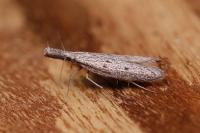 Pleurota gallicella