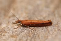 Ypsolopha ustella
