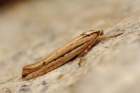 Ypsolopha ustella
