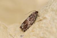 Cydia fagiglandana